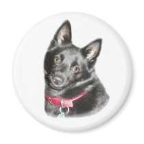 Schipperke Picture Fridge Magnets