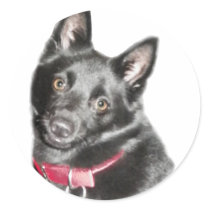 Schipperke Picture Stickers