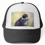 Schmidt's spot-nosed Monkey Mesh Hats