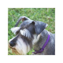 Schnauzer Canvas Print