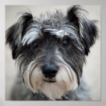 Schnauzer Dog Poster Print