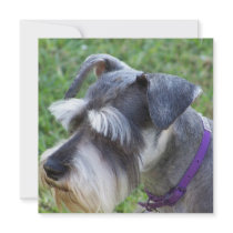Schnauzer Invitations