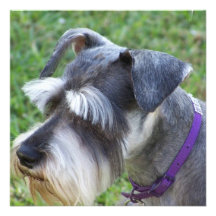 Schnauzer Invitations