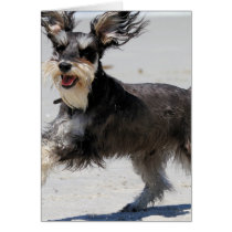 Schnauzer - Jr is a Happy Boy! Greeting Card