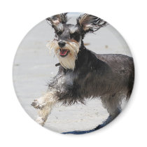 Schnauzer - Jr is a Happy Boy! Magnet