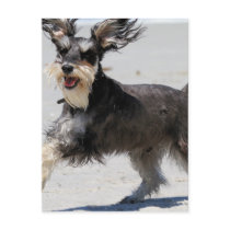 Schnauzer - Jr is a Happy Boy! Post Cards