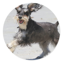 Schnauzer - Jr is a Happy Boy! Round Stickers