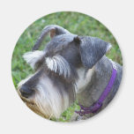 Schnauzer  Magnet