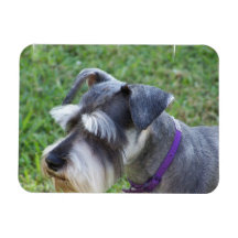 Schnauzer Premium Magnet