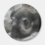 Schnauzer Puppy Magnet