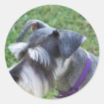 Schnauzer  Stickers