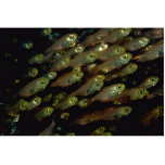 School of inch-long glassfish photo sculptures