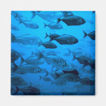 School of Jack Fishes. Magnets