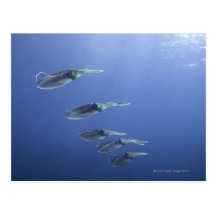 School of squid in the Caribbean Post Cards