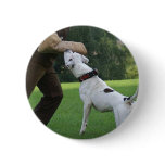 Schutzhund American Bulldog Pinback Button