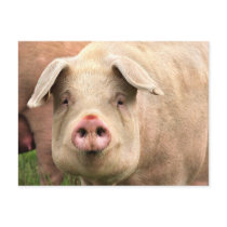 Schwein gehabt postkarten