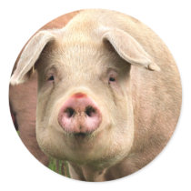 Schwein gehabt stickers