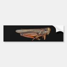 Science - Entomology - The specimin Bumper Sticker