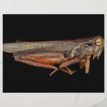 Science - Entomology - The specimin Full Color Flyer