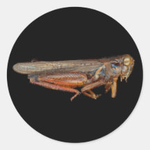 Science - Entomology - The specimin Stickers