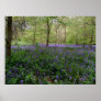 scilla non-scripta  wild hyacinth posters
