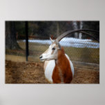 Scimitar-Horned Oryx posters