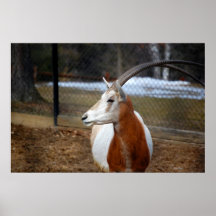 Scimitar-Horned Oryx Poster