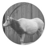 Scimitar-Horned Oryx stickers