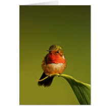 Scintillant Hummingbird male Card