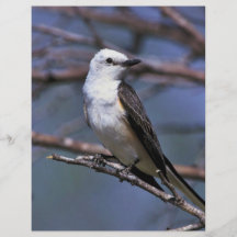 Scissor-tailed Flycatcher Full Color Flyer
