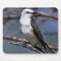 Scissor-tailed Flycatcher Mouse Pads