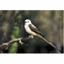 Scissor-tailed Flycatcher Acrylic Cut Outs