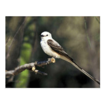 Scissor-tailed Flycatcher Post Card