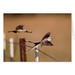 Scissor-Tailed Flycatchers (Tyrannus Forficatus) Greeting Card