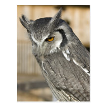 Scops Owl Portrait Postcard