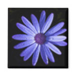 Scorpio Lucky Flower (blue celandine) magnets