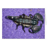 Scorpion cards