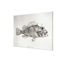 Scorpion Fish Gallery Wrapped Canvas