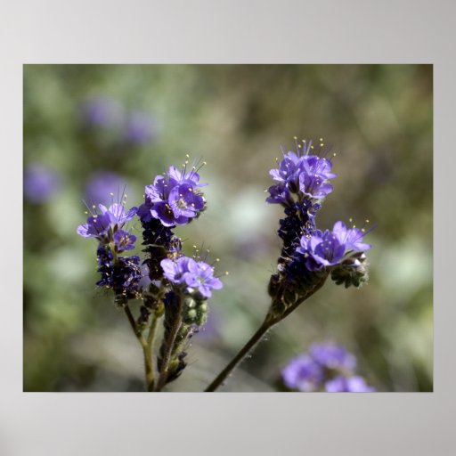 Scorpionweed Purple Wildflower Posters