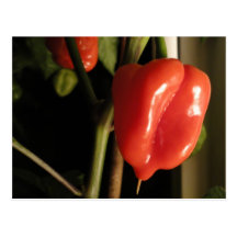Scotch Bonnet Chilli HOT STUFF Post Cards