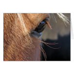Scotch extreme closeup cards