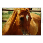 Scotch Greeting Cards