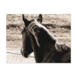 Scotch in Brown Tones Postcards