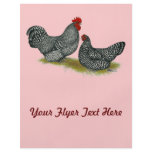 Scots Dumpy Chickens flyers