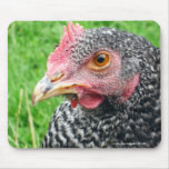 Scots Grey Hen Chicken - Poultry Mouse Pads