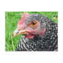 Scots Grey Hen - Poultry Postcard