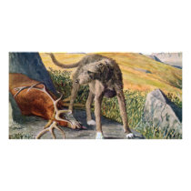 Scottish deerhound