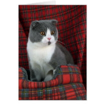 Scottish Fold, blue and white bi-colour Card