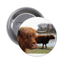Scottish Highland Cattle ~ button