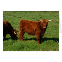 Scottish Highland Cattle Greeting Card